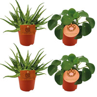 Set di 4 Piante - 2x Aloe 'Spider' + 2x Pilea peperomioides - Ø10.5cm - ↕10cm