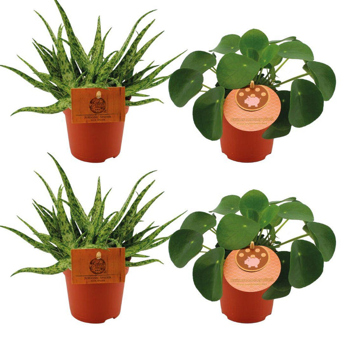 Set of 4 Plants - 2x Aloe 'Spider' + 2x Pilea peperomoides - Ø10.5cm - ↕10cm