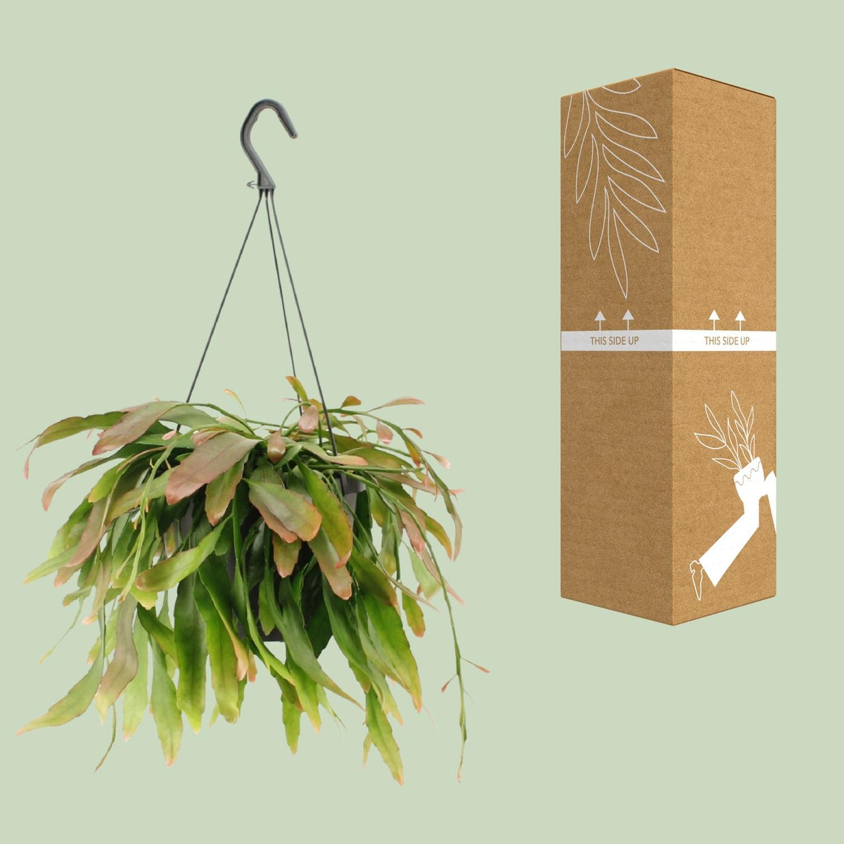Rhipsalis 'Red Coral' - Ø17cm - ↕25cm