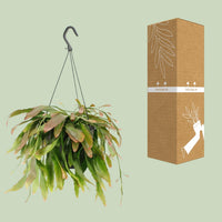 Rhipsalis 'Red Coral' - Ø17cm - ↕25cm
