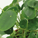 Load image into Gallery viewer, Kokedama Pilea Peperomiodes (Pancake Plant) - 2 plants - ø15 - ↕20cm