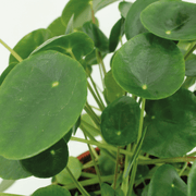 Kokedama Pilea Peperomiodes (Pancake Plant) - 2 plants - ø15 - ↕20cm
