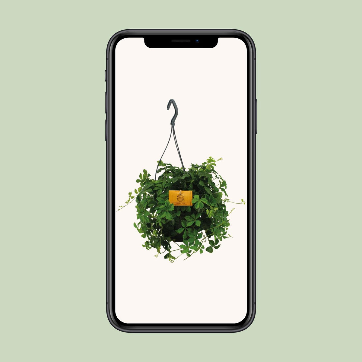 Parthenocissus inserta 'Striata' (Virginia Creeper) – Hanging Plant – Ø15cm - ↕25cm