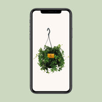 Parthenocissus inserta 'Striata' (Virginia Creeper) – Hanging Plant – Ø15cm - ↕25cm