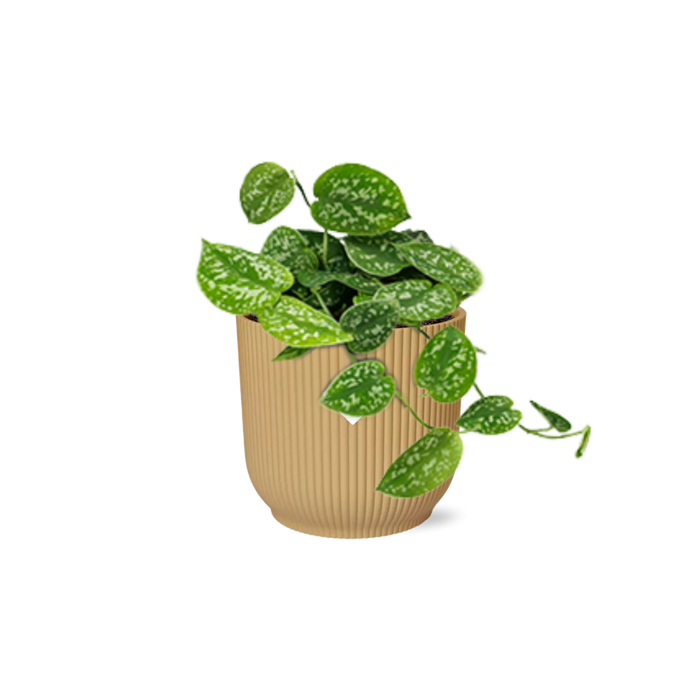 Scindapsus pictus ‘Argyraeus’ in ELHO Vibes Fold Pot, Yellow, Ø14cm - ↕45cm