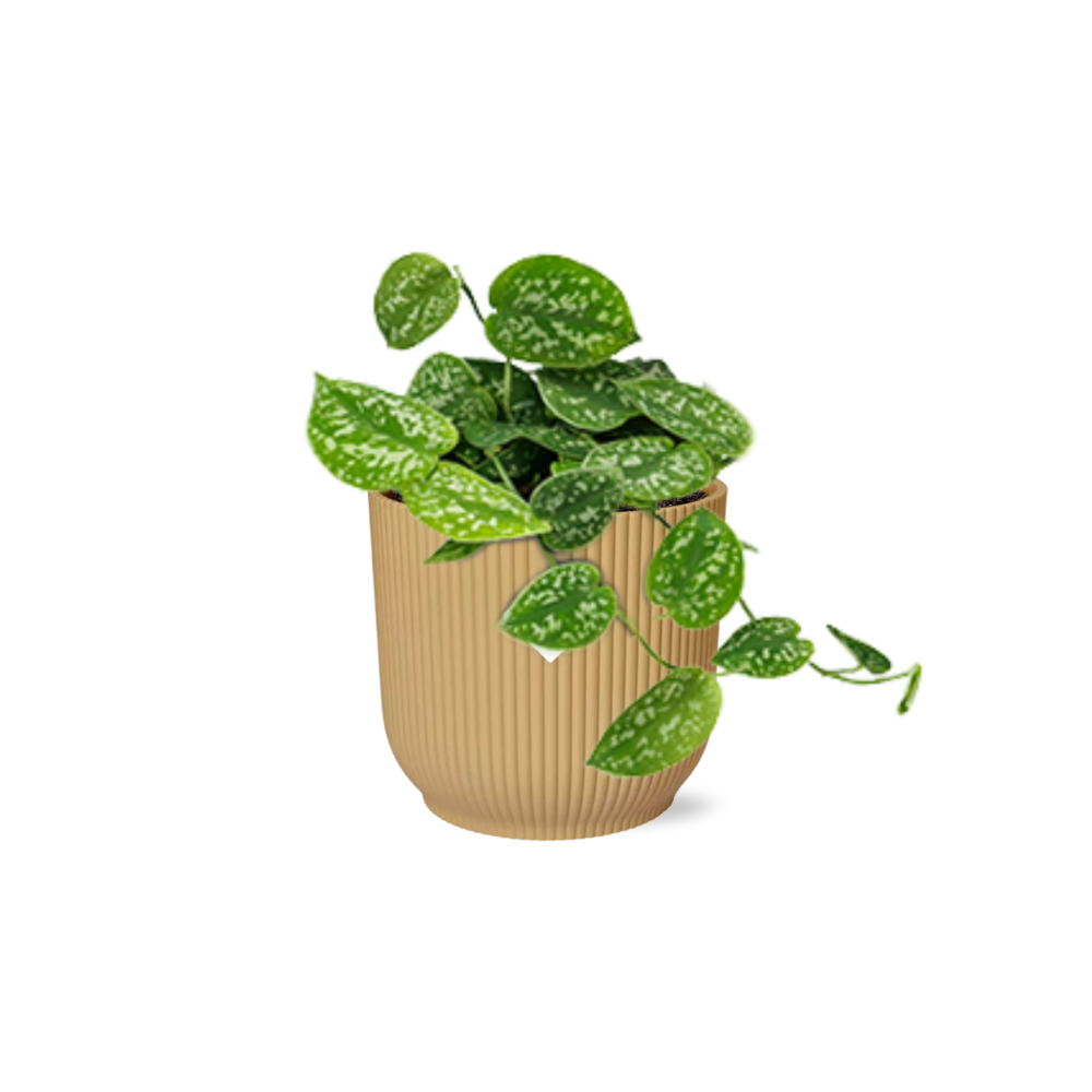 Scindapsus pictus ‘Argyraeus’ in ELHO Vibes Fold Pot, Yellow, Ø14cm - ↕45cm
