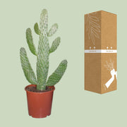 Opuntia consolea - Ø17cm - ↕55cm