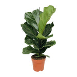Load image into Gallery viewer, Ficus lyrata - Ø17cm - ↕70cm