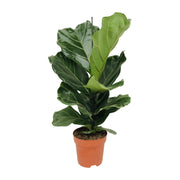 Ficus lyrata - Ø17cm - ↕70cm