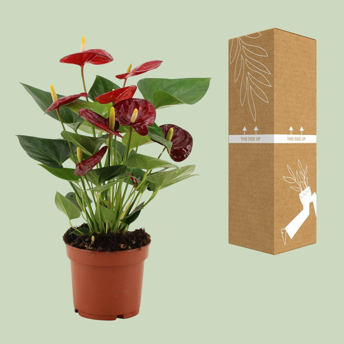 Anthurium andraeanum 'Calon' - Ø12cm - ↕35cm
