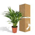 Load image into Gallery viewer, Dypsis lutescens (Areca Palm) - Ø17cm - ↕60cm