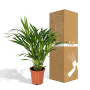 Dypsis lutescens (Areca Palm) - Ø17cm - ↕60cm