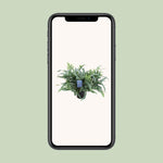 Load image into Gallery viewer, Phlebodium aureum 'Blue Star' - Ø17cm - ↕50cm