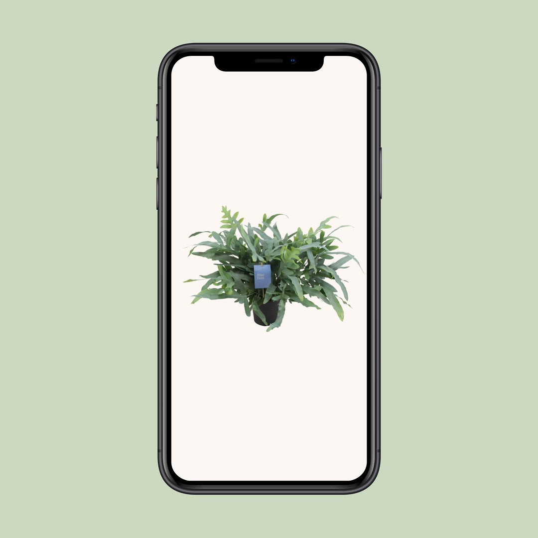 Phlebodium aureum 'Blue Star' - Ø17cm - ↕50cm