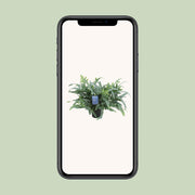 Phlebodium aureum 'Blue Star' - Ø17cm - ↕50cm