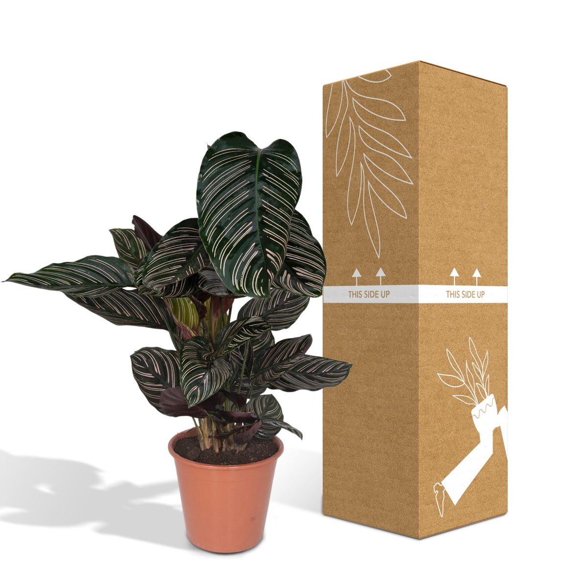 Calathea ornata - Ø19cm - ↕75cm