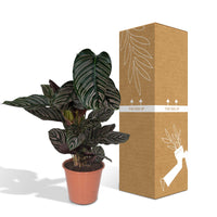 Calathea ornata - Ø19cm - ↕75cm