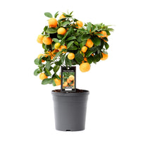 Citrus Calamondin (Mandarino nano) - Ø15cm - ↕40cm