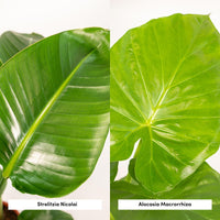 Duo Tropicale - Strelitzia Nicolai - Ø19cm - ↕85cm + Alocasia Macrorrhiza - Ø19cm - ↕70cm