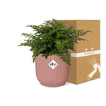 Load image into Gallery viewer, Asplenium parvati in ELHO Vibes Fold Pot, Pink, Ø14cm - ↕15cm