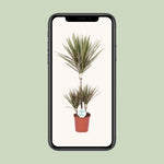 Load image into Gallery viewer, Dracaena marginata Bicolor - Ø21cm - ↕95cm
