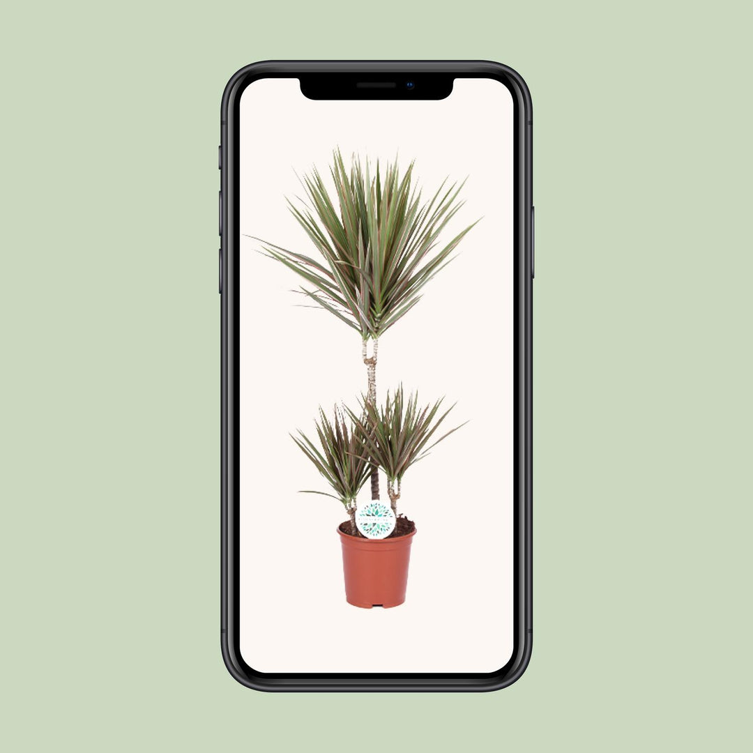 Dracaena marginata Bicolor - Ø21cm - ↕95cm