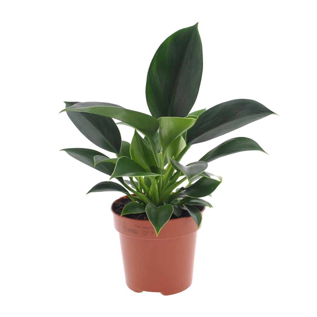 Philodendron erubescens 'Green Princess' - Ø12cm - ↕25cm