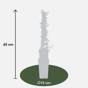 Pyracantha 'Soleil d'Or' - 3 pieces - ↨65cm - Ø15