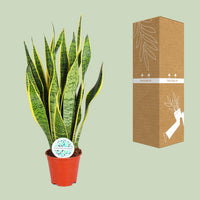 Sansevieria trifasciata 'Laurentii' (Mother-in-law’s Tongue) - Ø14cm - ↕50cm