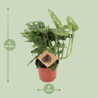 Monstera adansonii - Ø12cm - ↕30cm