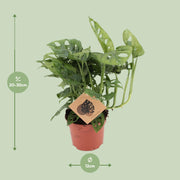 Monstera adansonii - Ø12cm - ↕30cm