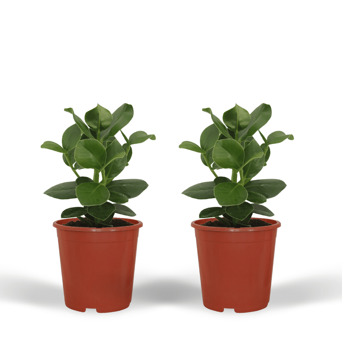 Clusia Princess (Signature Tree) - 2 plants - Ø12cm - ↕15cm
