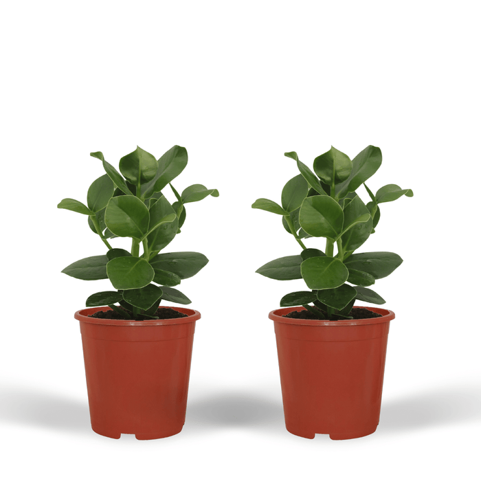 Clusia Princess (Signature Tree) - 2 plants - Ø12cm - ↕15cm