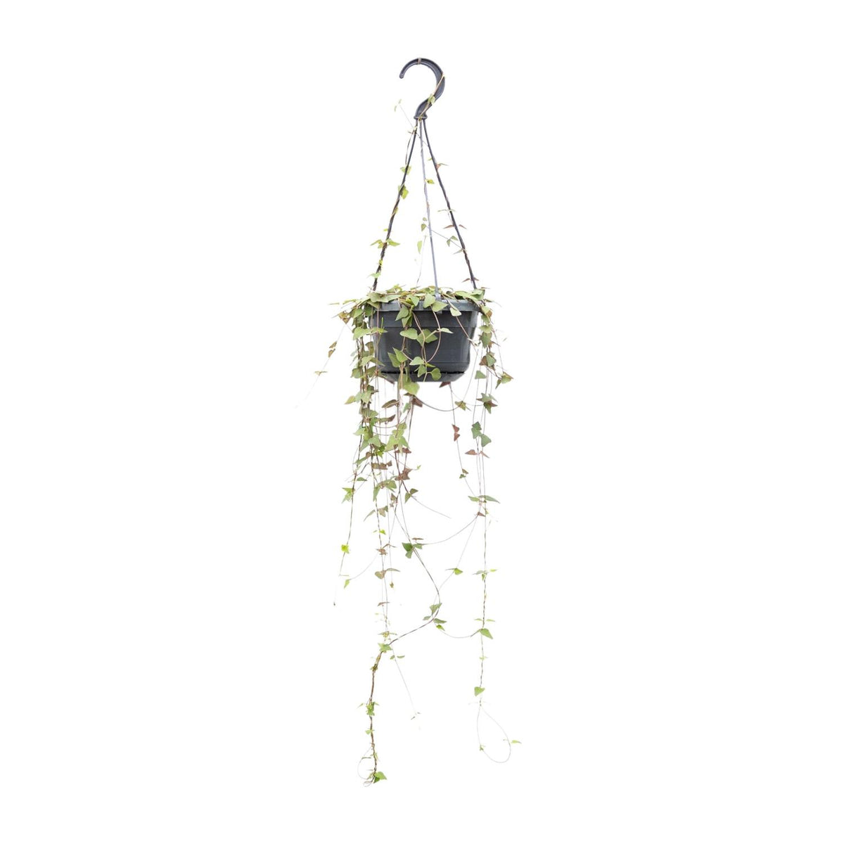 Ceropegia linearis 'Remy' - Ø14cm - ↕38cm