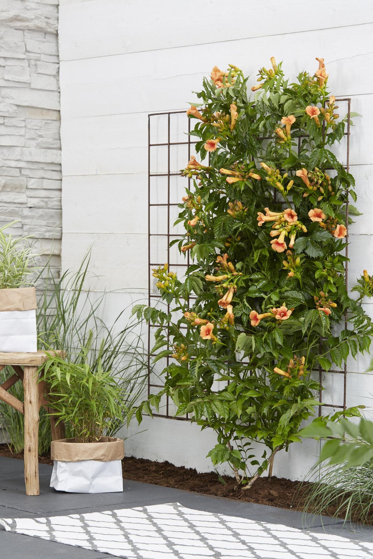 Campsis 'Indian Summer' (Bignonia arancione) - Ø15cm - ↕65cm