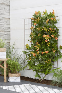Campsis 'Indian Summer' (Bignonia arancione) - Ø15cm - ↕65cm