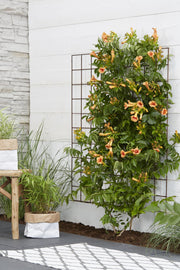 Campsis 'Indian Summer' (Orange Trumpet Flower) - Ø15cm - ↕65cm