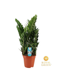 Zamioculcas zamiifolia - Ø21cm - ↕75cm