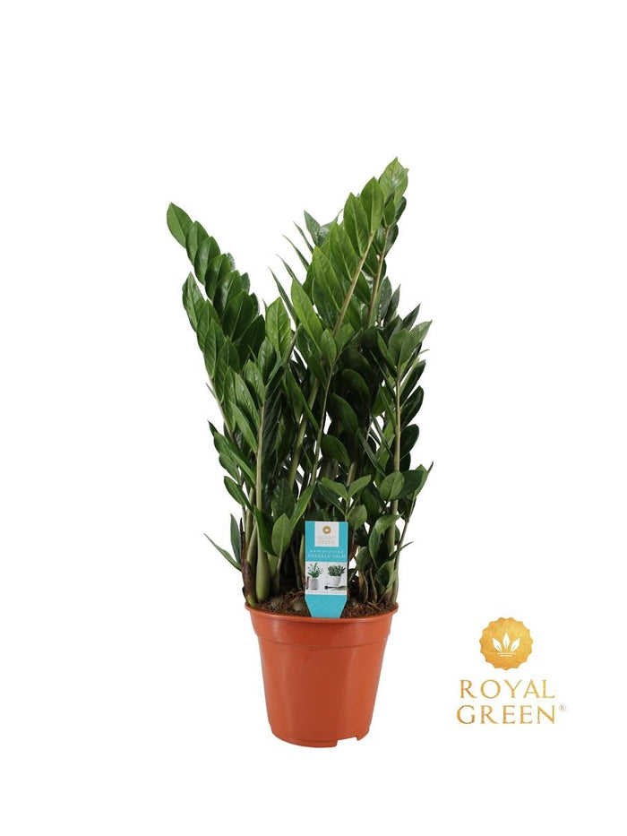 Zamioculcas zamiifolia - Ø21cm - ↕75cm