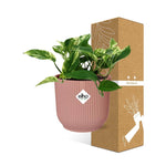 Load image into Gallery viewer, Epipremnum (Scindapsus) pinnatum &#39;Marble Queen&#39; in ELHO Vibes Fold, Pink, Ø14cm ↕15cm
