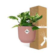 Epipremnum (Scindapsus) pinnatum 'Marble Queen' in ELHO Vibes Fold, Pink, Ø14cm ↕15cm