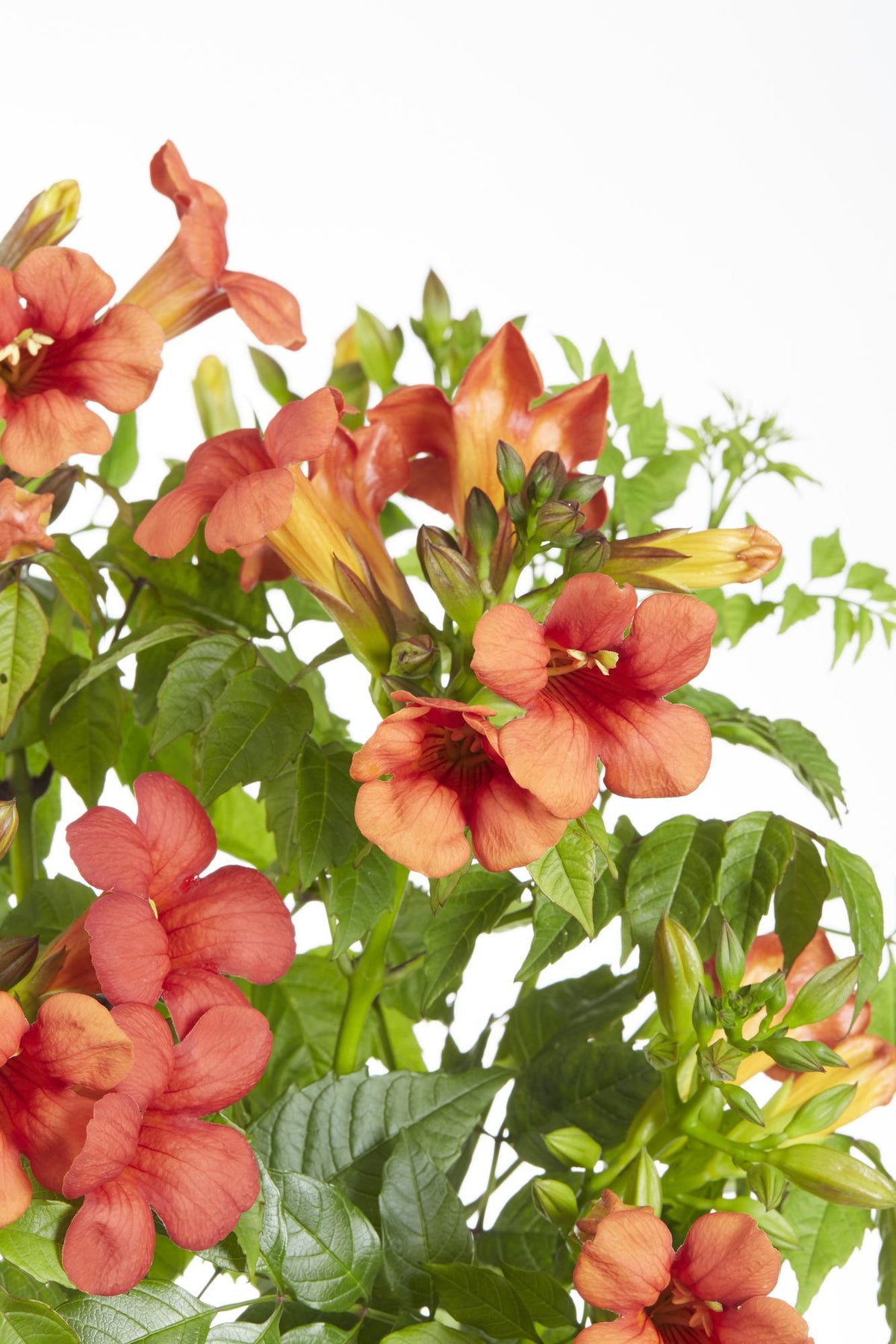 Campsis Summer Jazz 'Fire Trumpet' - 2 piante - Ø15 - ↨65cm