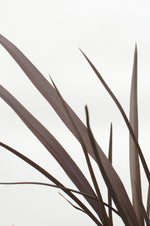 Load image into Gallery viewer, Phormium &#39;Rubra Nana&#39; - Ø14cm - ↕50cm
