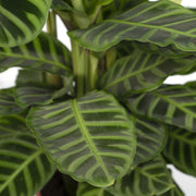 Calathea zebrina (Peacock Plant) - Ø19cm - ↕80cm
