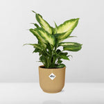 Load image into Gallery viewer, Dieffenbachia seguine ‘Camilla’ in ELHO Vibes Fold, Yellow - Ø14cm - ↕35cm
