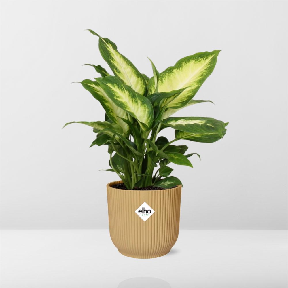 Dieffenbachia seguine ‘Camilla’ in ELHO Vibes Fold, Yellow - Ø14cm - ↕35cm