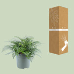 Load image into Gallery viewer, Asplenium parvati - Ø27cm - ↕50cm