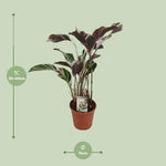 Load image into Gallery viewer, Calathea lietzei 'Fusion White' - Ø14cm - ↕40cm