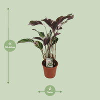 Calathea lietzei 'Fusion White' - Ø14cm - ↕40cm