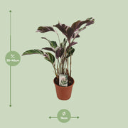 Calathea lietzei 'Fusion White' - Ø14cm - ↕40cm